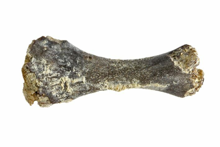 Permian Reptile Limb Bone - Oklahoma #143008